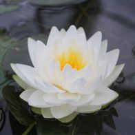 See more information about the DIS : Anglo Aquatics Nymphaea Gonnere 1 Litre