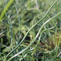 See more information about the Anglo Aquatics Juncus Effusus Spiralis 1 Litre