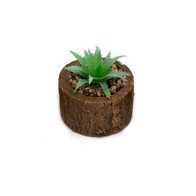 See more information about the Faux Succulent Wood - 8cm